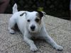 Parson-Russell-Terrier Foto: mein hund maggie (ID 10345) Parson-Russell-Terrier Hund