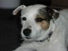Parson-Russell-Terrier Hund