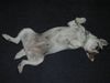 Parson-Russell-Terrier Hund