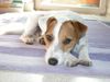 Parson-Russell-Terrier Foto: Verträumter Speedy (ID 5789) Parson-Russell-Terrier Hund