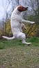 Parson-Russell-Terrier Hund