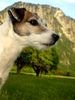 Parson-Russell-Terrier Hund