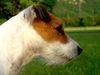 Parson-Russell-Terrier Hund