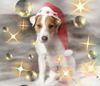 Parson-Russell-Terrier Foto: Weihnachtsspeedy (ID 7503) Parson-Russell-Terrier Hund