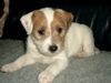 Parson-Russell-Terrier Foto: Amy of the merry bandits (ID 11250) Parson-Russell-Terrier Hund