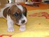 Parson-Russell-Terrier Hund