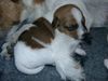 Parson-Russell-Terrier Hund