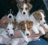 Parson-Russell-Terrier Foto: Bitte recht freundlich (ID 9107) Parson-Russell-Terrier Hund