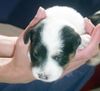 Parson-Russell-Terrier Hund