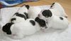 Parson-Russell-Terrier Hund