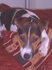 Parson-Russell-Terrier Foto: Wo geht`s bitte zum Film? (ID 8804) Parson-Russell-Terrier Hund