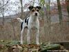 Parson-Russell-Terrier Foto: Outlaw Xeline (ID 8429) Parson-Russell-Terrier Hund