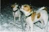 Parson-Russell-Terrier Foto: Zwei Terrier im Schneegestöber (ID 9584) Parson-Russell-Terrier Hund