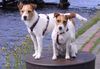 Parson-Russell-Terrier Foto: Jack Attack's Nova und Spikey (ID 3733) Parson-Russell-Terrier Hund