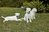 Parson-Russell-Terrier Foto: Parson-Mädchen (ID 30778) Parson-Russell-Terrier Hund
