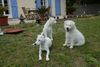 Parson-Russell-Terrier Foto: Parson-Mädchen (ID 30779) Parson-Russell-Terrier Hund