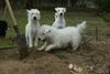 Parson-Russell-Terrier Foto: Parson-Mädchen (ID 30780) Parson-Russell-Terrier Hund