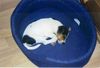 Parson-Russell-Terrier Foto: schlafendes dornröschen/karoline von der deutschbauerhube (ID 6916) Parson-Russell-Terrier Hund