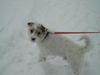 Parson-Russell-Terrier Foto: Anton im Schnee (ID 7964) Parson-Russell-Terrier Hund