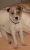 Parson-Russell-Terrier Foto: Anton an einem seiner Lieblingsplätze (ID 7579) Parson-Russell-Terrier Hund