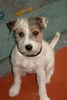 Parson-Russell-Terrier Foto: Anton mit 6 Monaten (ID 7965) Parson-Russell-Terrier Hund
