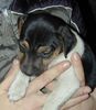 Parson-Russell-Terrier Foto: Biskit vom Traberhof mit 5 Wochen (ID 8431) Parson-Russell-Terrier Hund