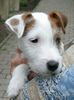 Parson-Russell-Terrier Hund