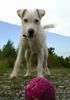 Parson-Russell-Terrier Hund