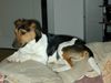 Parson-Russell-Terrier Hund