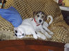Parson-Russell-Terrier Foto: Chaplin aus Kiel, 2 Jahre alt (ID 31131) Parson-Russell-Terrier Hund