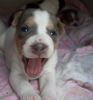 Parson-Russell-Terrier Hund