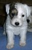 Parson-Russell-Terrier Foto: The Roadrunners Kissing Kylie (ID 8420) Parson-Russell-Terrier Hund