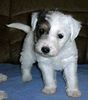Parson-Russell-Terrier Foto: The Roadrunners Kissing Kylie (ID 8417) Parson-Russell-Terrier Hund