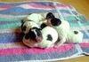 Parson-Russell-Terrier Foto: Welpen sind da (ID 21332) Parson-Russell-Terrier Hund