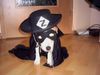 Parson-Russell-Terrier Foto: Amigo als Zorro verkleidet (ID 18421) Parson-Russell-Terrier Hund