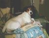 Parson-Russell-Terrier Foto: Dolly aufm Bett (ID 8933) Parson-Russell-Terrier Hund