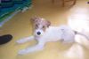 Parson-Russell-Terrier Foto: Freddi der Unwiderstehliche (ID 9560) Parson-Russell-Terrier Hund