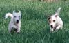 Parson-Russell-Terrier Hund
