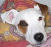 Parson-Russell-Terrier Foto: Ich bin eben ein Süßer! (ID 28066) Parson-Russell-Terrier Hund