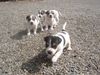 Parson-Russell-Terrier Hund
