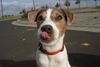 Parson-Russell-Terrier Foto: Wo bleiben die Leckerlis??? (ID 26513) Parson-Russell-Terrier Hund