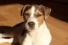 Parson-Russell-Terrier Hund