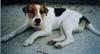 Parson-Russell-Terrier Foto: 'Eros' - Ewald v. d. Deutschbauerhube (ID 799) Parson-Russell-Terrier Hund