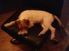 Parson-Russell-Terrier Foto: Freddi 15 Wochen (ID 8434) Parson-Russell-Terrier Hund
