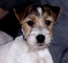 Parson-Russell-Terrier Hund
