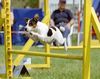 Parson-Russell-Terrier Hund