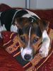 Parson-Russell-Terrier Foto: Ich bin der König! (ID 8970) Parson-Russell-Terrier Hund