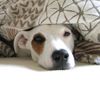 Parson-Russell-Terrier Foto: So richtig nett ist's nur im Bett! (ID 28065) Parson-Russell-Terrier Hund