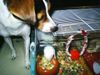 Parson-Russell-Terrier Hund
