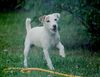 Parson-Russell-Terrier Foto: Outlaw Unique (ID 1054) Parson-Russell-Terrier Hund